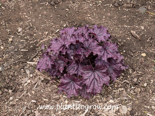 Forever Purple Heuchera (Heuchera)
